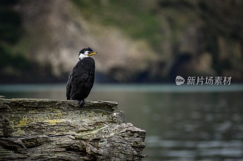 Tiny Shag栖息在新西兰达尼丁奥塔哥港的岩石上